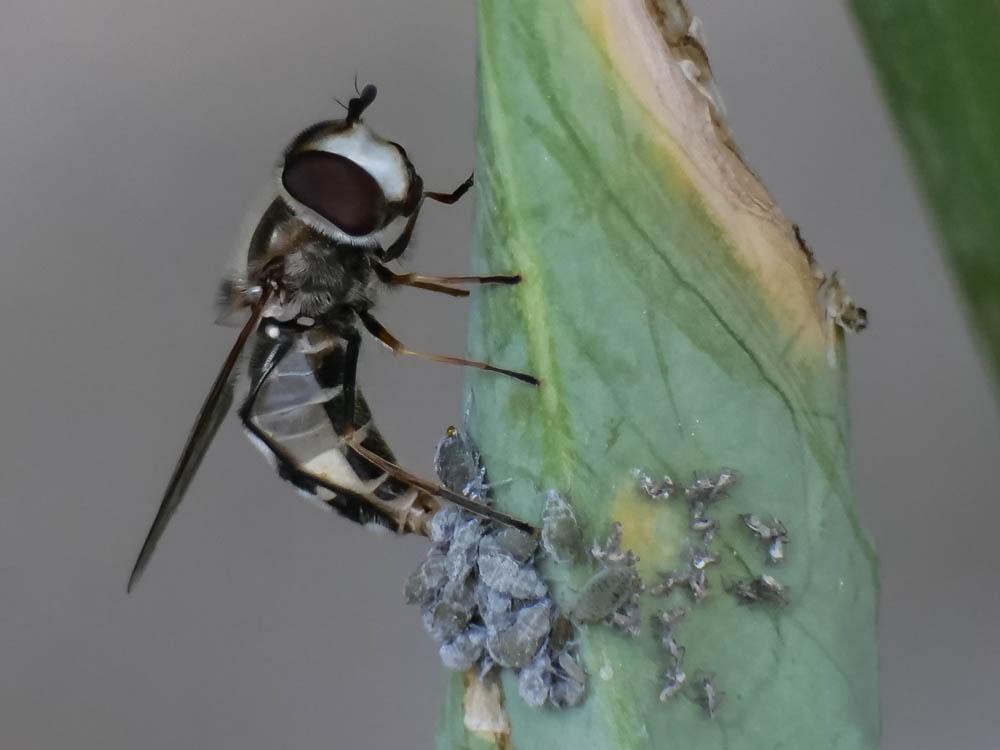 Syrphe du poirier, Syrphe pyrastre Scaeva pyrastri (Linnaeus, 1758)