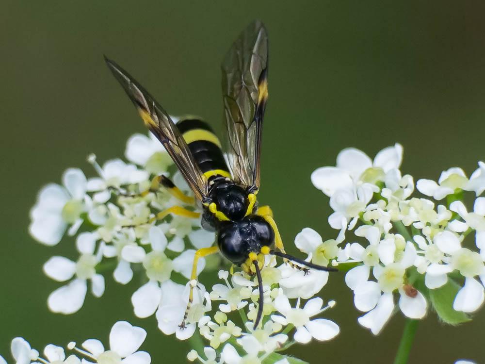 Mouche-à-scie à deux bandes jaunes Zonuledo zonula (Klug, 1817)