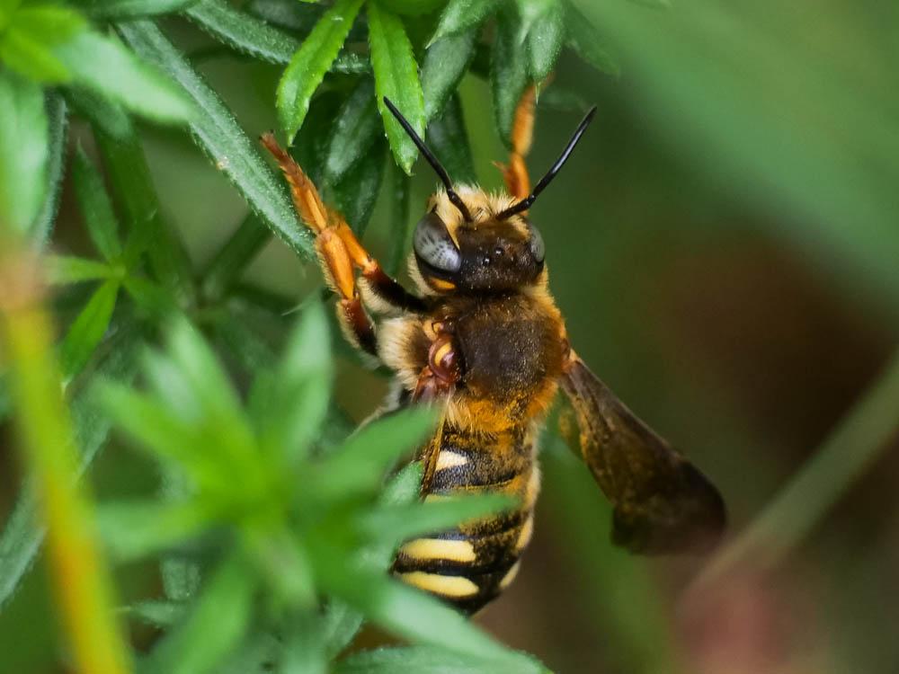 Le  Rhodanthidium septemdentatum (Latreille, 1809)
