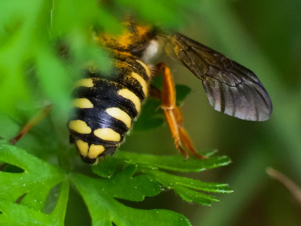  Rhodanthidium septemdentatum (Latreille, 1809)