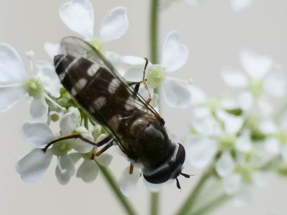  Melangyna umbellatarum (Fabricius, 1794)