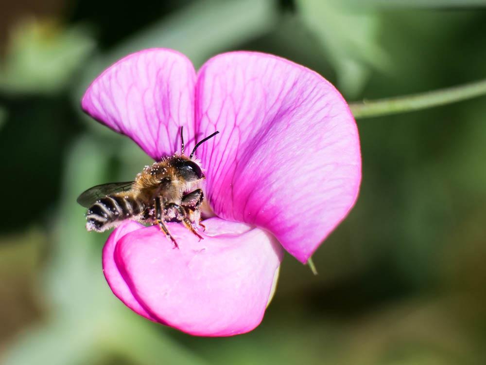  Megachile ericetorum Lepeletier, 1841