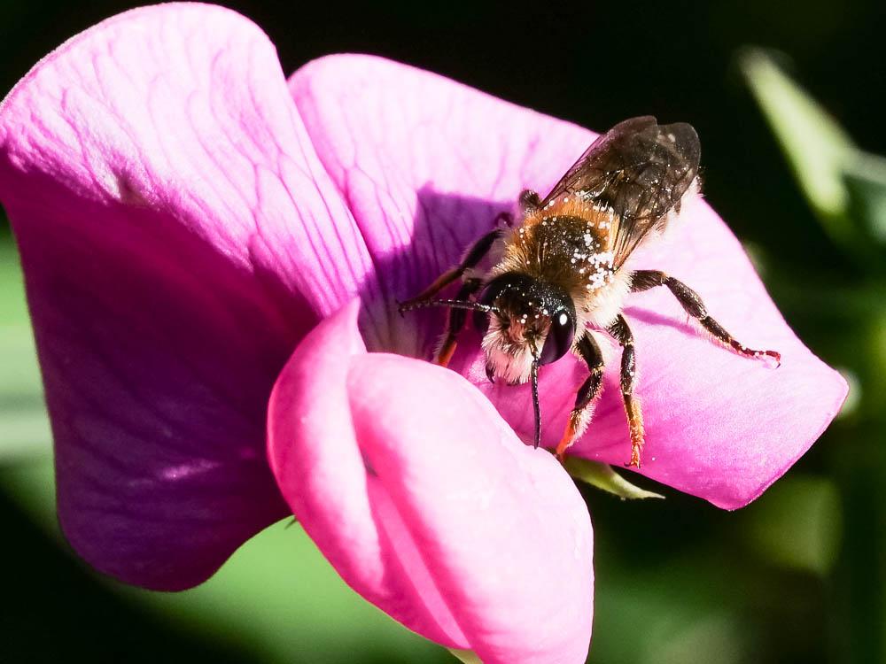Megachile ericetorum Lepeletier, 1841