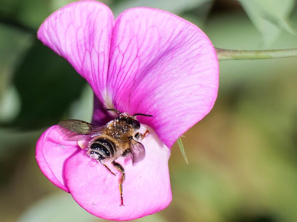  Megachile ericetorum Lepeletier, 1841