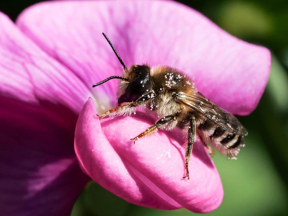  Megachile ericetorum Lepeletier, 1841