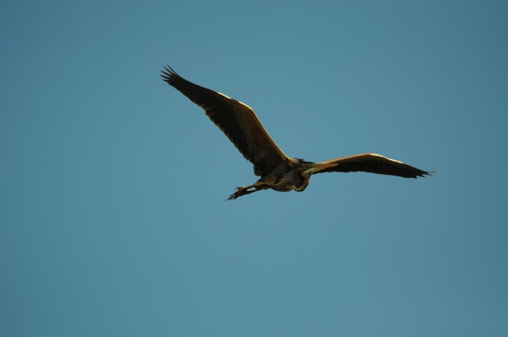 Héron pourpré Ardea purpurea Linnaeus, 1766