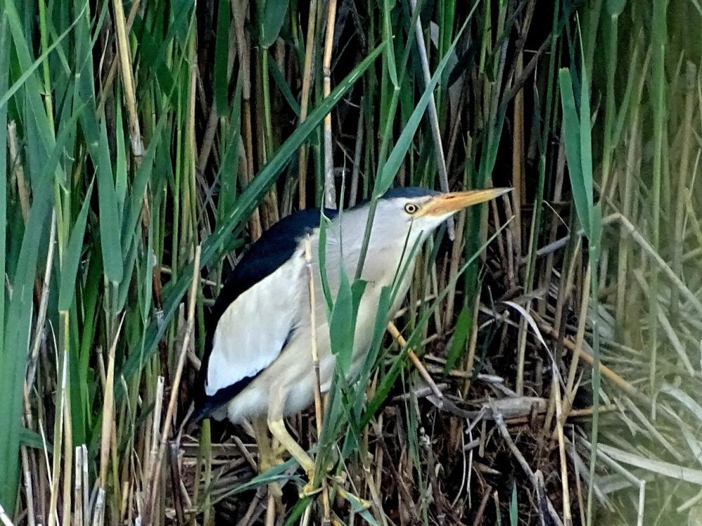 Butor blongios, Blongios nain Ixobrychus minutus (Linnaeus, 1766)