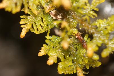  Thuidium delicatulum (Hedw.) Schimp., 1852