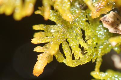  Thuidium delicatulum (Hedw.) Schimp., 1852