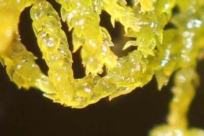  Thuidium delicatulum (Hedw.) Schimp., 1852