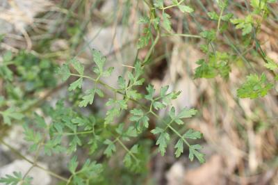 Persil des montagnes, Persil de cerf Oreoselinum nigrum Delarbre, 1800