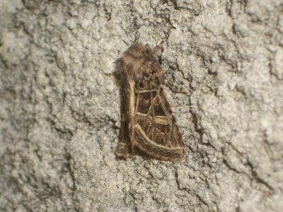 Noctuelle marquetée (La) Leucochlaena oditis (Hübner, 1822)