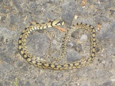 Couleuvre à échelons Zamenis scalaris (Schinz, 1822)