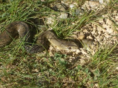 Couleuvre de Montpellier Malpolon monspessulanus (Hermann, 1804)