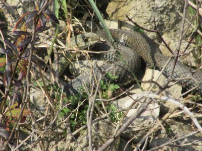 Couleuvre de Montpellier Malpolon monspessulanus (Hermann, 1804)