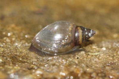 Physe bulle, Physe des fontaines Physa fontinalis (Linnaeus, 1758)
