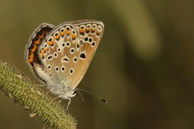 Azuré de l'Adragant (L'), Azuré du Plantain (L'),  Polyommatus escheri (Hübner, 1823)