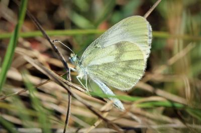 Piéride du Lotier (La), Piéride de la Moutarde (La Leptidea sinapis (Linnaeus, 1758)