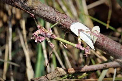 Empuse commune, Diablotin Empusa pennata (Thunberg, 1815)