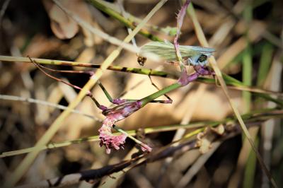 Empuse commune, Diablotin Empusa pennata (Thunberg, 1815)