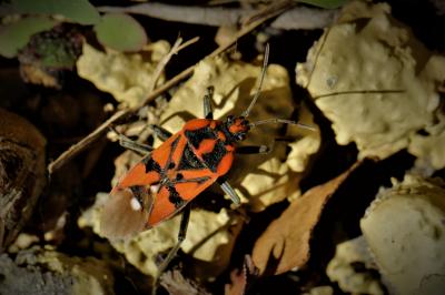  Spilostethus pandurus (Scopoli, 1763)