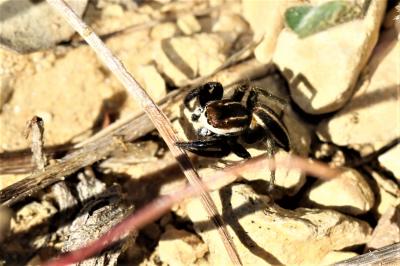  Phlegra bresnieri (Lucas, 1846)