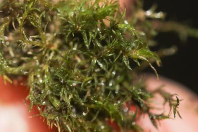  Eucladium verticillatum (With.) Bruch & Schimp., 1846