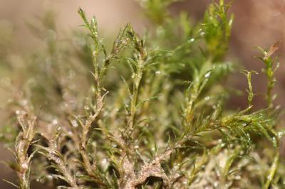 Eucladium verticillatum (With.) Bruch & Schimp., 1846