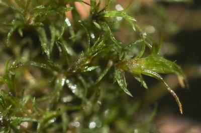  Eucladium verticillatum (With.) Bruch & Schimp., 1846