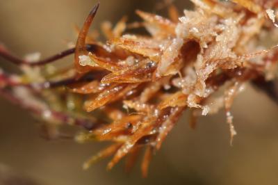  Eucladium verticillatum (With.) Bruch & Schimp., 1846