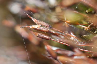  Eucladium verticillatum (With.) Bruch & Schimp., 1846
