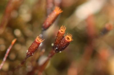  Eucladium verticillatum (With.) Bruch & Schimp., 1846