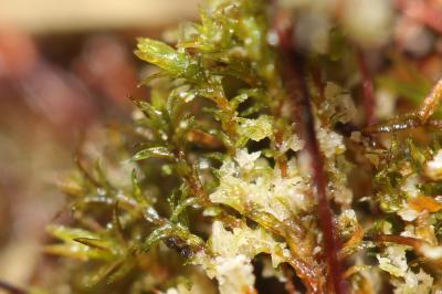  Eucladium verticillatum (With.) Bruch & Schimp., 1846