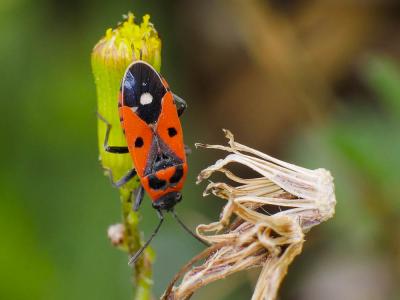 Melanocoryphus albomaculatus (Goeze, 1778)
