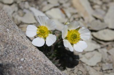 Renoncule des glaciers Ranunculus glacialis L., 1753