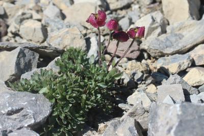 Renoncule des glaciers Ranunculus glacialis L., 1753