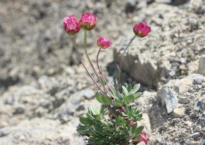 Renoncule des glaciers Ranunculus glacialis L., 1753