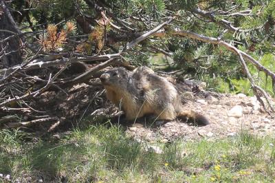 Marmotte des Alpes, Marmotte Marmota marmota (Linnaeus, 1758)