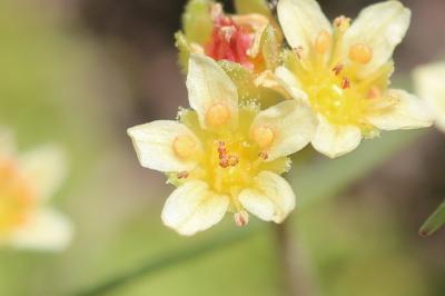 Saxifrage musquée Saxifraga moschata Wulfen, 1781