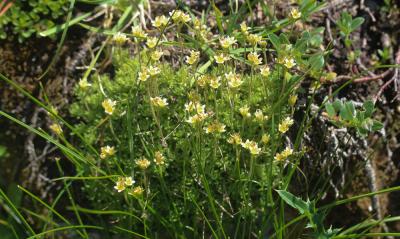 Saxifrage musquée Saxifraga moschata Wulfen, 1781