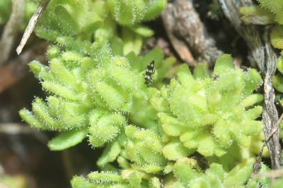 Saxifrage musquée Saxifraga moschata Wulfen, 1781