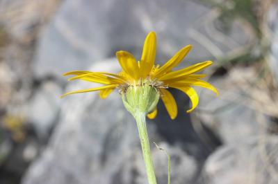 Séneçon doronic Senecio doronicum (L.) L., 1759