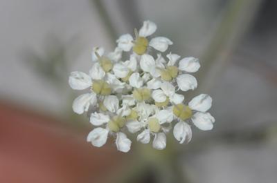 Athamanthe de Crète Athamanta cretensis L., 1753