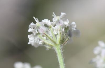 Athamanthe de Crète Athamanta cretensis L., 1753