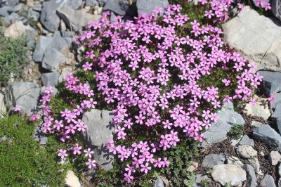 Silène acaule Silene acaulis (L.) Jacq., 1762