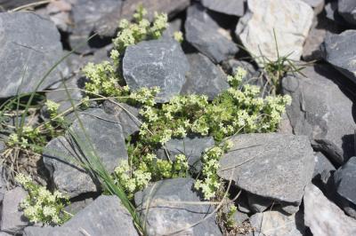 Gaillet de Suisse, Gaillet à grosses graines Galium megalospermum All., 1785