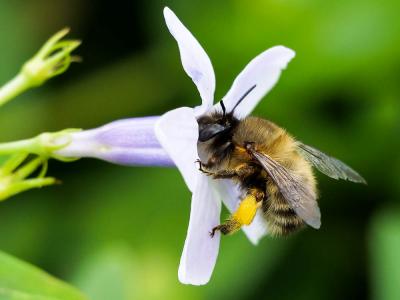 Anthophore commune, Anthophore plumeuse, Anthophor Anthophora plumipes (Pallas, 1772)