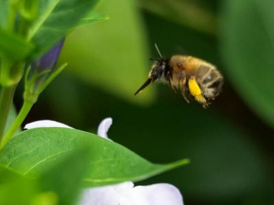 Anthophore commune, Anthophore plumeuse, Anthophor Anthophora plumipes (Pallas, 1772)