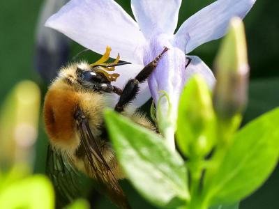 Bourdon des champs Bombus pascuorum (Scopoli, 1763)