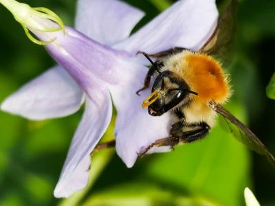 Bourdon des champs Bombus pascuorum (Scopoli, 1763)